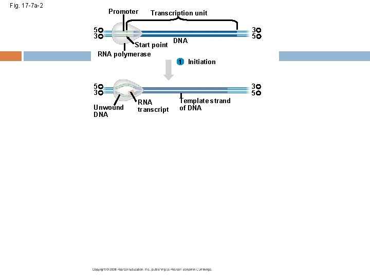 Fig. 17 -7 a-2 Promoter Transcription unit 5 3 Start point RNA polymerase 3