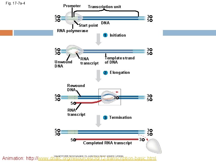 Fig. 17 -7 a-4 Promoter Transcription unit 5 3 Start point RNA polymerase 3