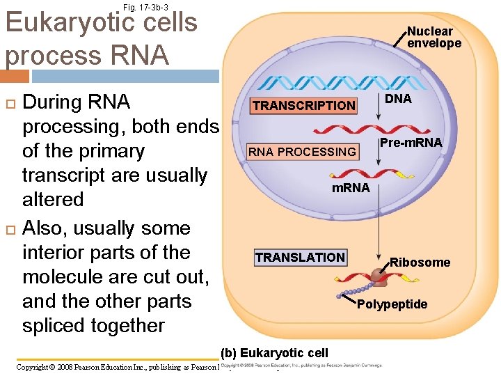 Fig. 17 -3 b-3 Eukaryotic cells process RNA Nuclear envelope During RNA processing, both