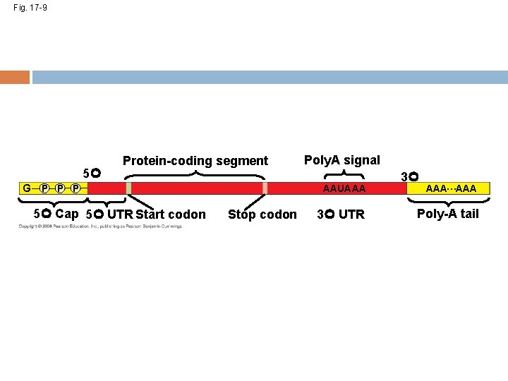 Fig. 17 -9 5 G Protein-coding segment P P P 5 Cap 5 UTR