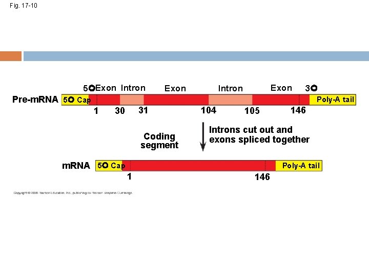 Fig. 17 -10 5 Exon Intron 3 Pre-m. RNA 5 Cap Poly-A tail 1