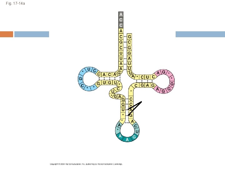 Fig. 17 -14 a 3 Amino acid attachment site 5 Hydrogen bonds Anticodon (a)