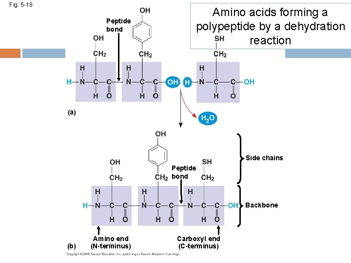 Fig. 5 -18 Peptide bond Amino acids forming a polypeptide by a dehydration reaction