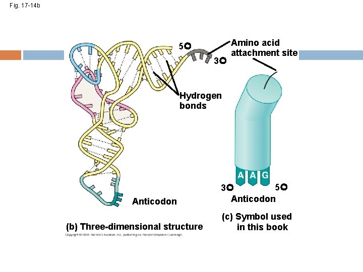 Fig. 17 -14 b 5 3 Amino acid attachment site Hydrogen bonds Anticodon (b)