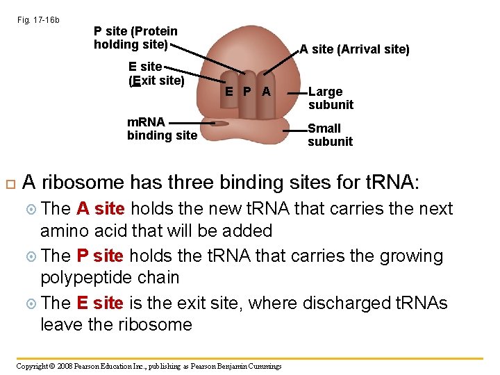 Fig. 17 -16 b P site (Protein holding site) E site (Exit site) A