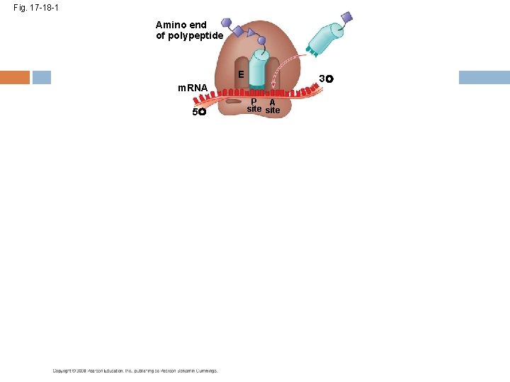 Fig. 17 -18 -1 Amino end of polypeptide E 3 m. RNA 5 P