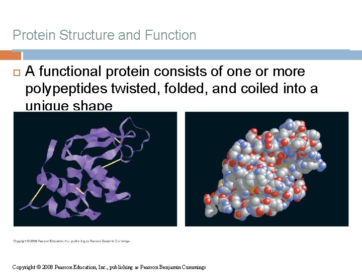 Protein Structure and Function A functional protein consists of one or more polypeptides twisted,