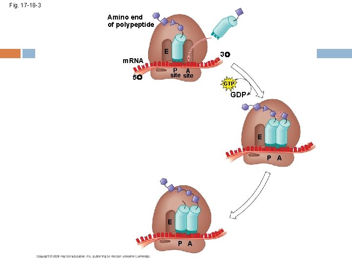 Fig. 17 -18 -3 Amino end of polypeptide E 3 m. RNA 5 P