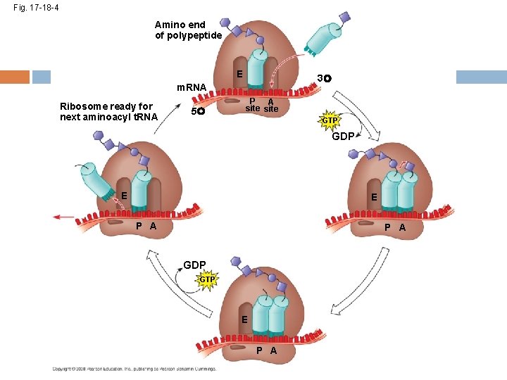 Fig. 17 -18 -4 Amino end of polypeptide E 3 m. RNA Ribosome ready