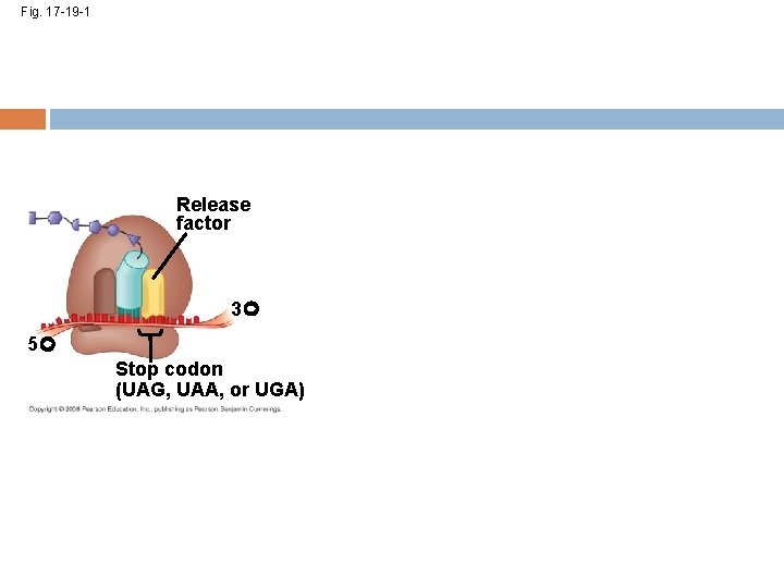 Fig. 17 -19 -1 Release factor 3 5 Stop codon (UAG, UAA, or UGA)