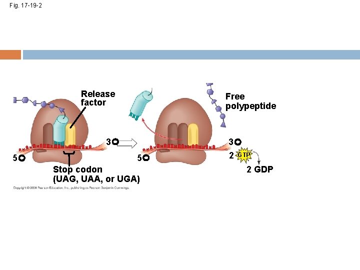 Fig. 17 -19 -2 Release factor Free polypeptide 3 5 5 Stop codon (UAG,