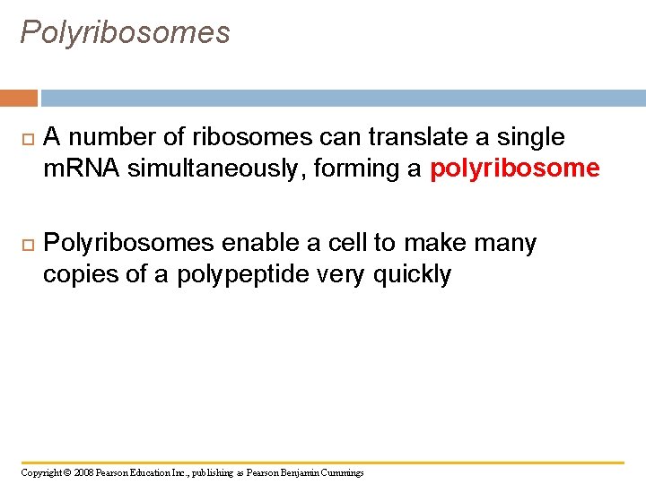 Polyribosomes A number of ribosomes can translate a single m. RNA simultaneously, forming a