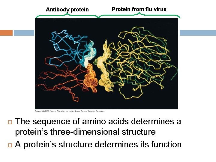 Antibody protein Protein from flu virus The sequence of amino acids determines a protein’s