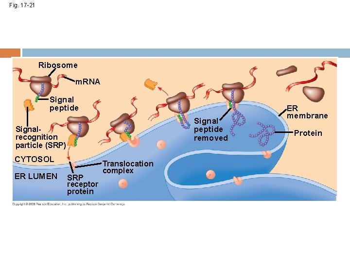 Fig. 17 -21 Ribosome m. RNA Signal peptide removed Signalrecognition particle (SRP) CYTOSOL ER