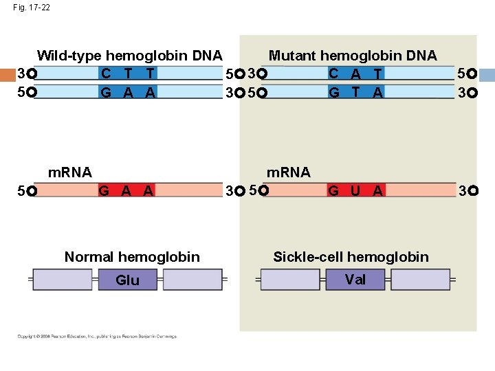 Fig. 17 -22 Wild-type hemoglobin DNA Mutant hemoglobin DNA C T T C A