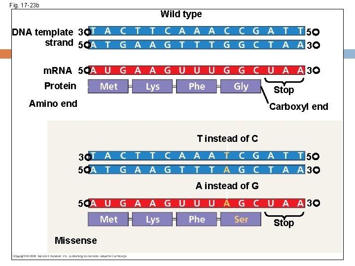 Fig. 17 -23 b Wild type DNA template 3 strand 5 5 3 m.