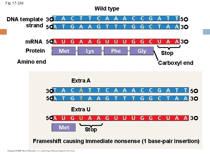 Fig. 17 -23 d Wild type DNA template 3 strand 5 5 3 m.