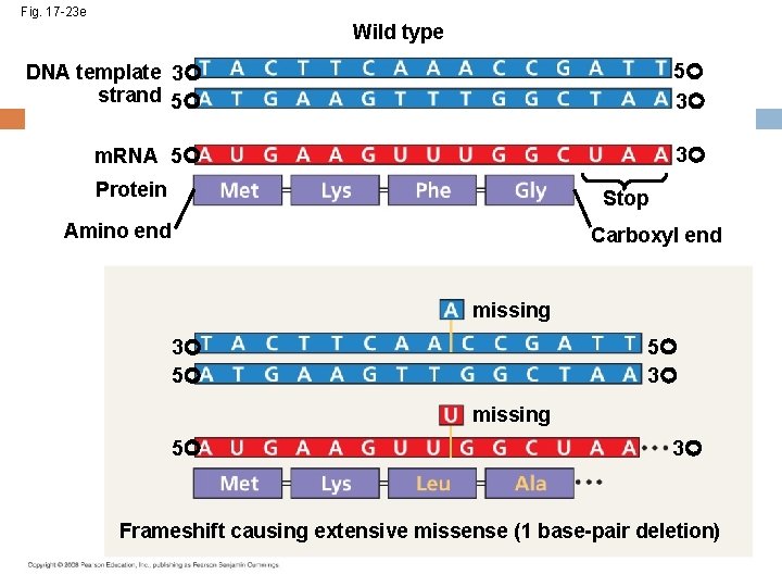 Fig. 17 -23 e Wild type DNA template 3 strand 5 5 3 m.