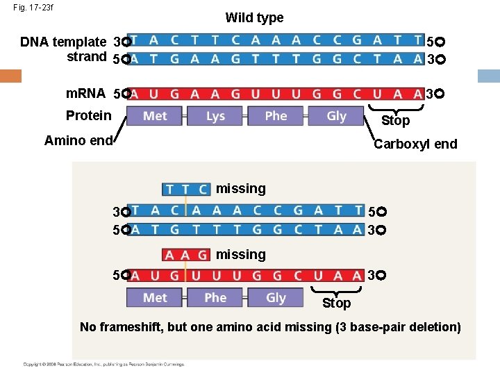 Fig. 17 -23 f Wild type DNA template 3 strand 5 5 3 m.