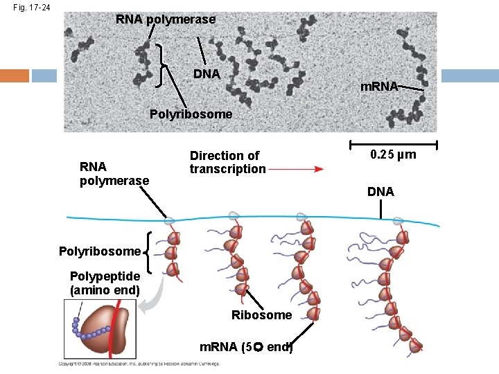 Fig. 17 -24 RNA polymerase DNA m. RNA Polyribosome RNA polymerase Direction of transcription