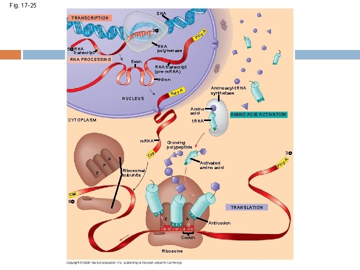 Fig. 17 -25 DNA TRANSCRIPTION 3 l Po A y- RNA polymerase 5 RNA