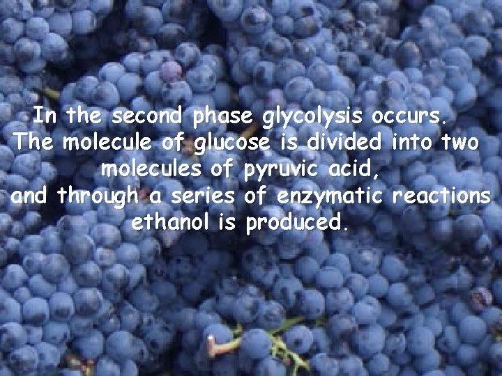 In the second phase glycolysis occurs. The molecule of glucose is divided into two