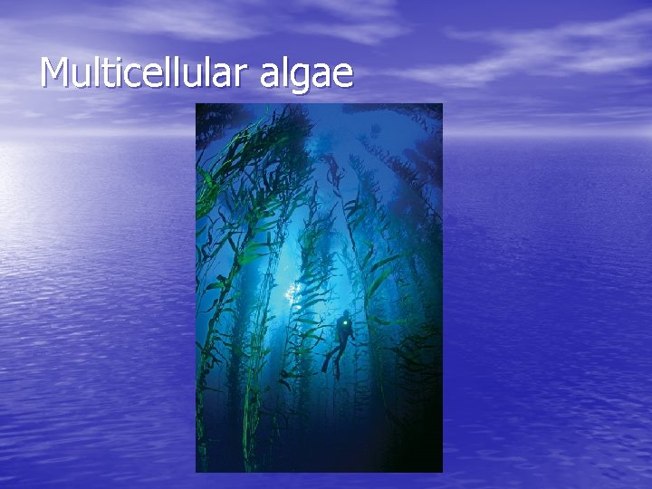 Multicellular algae 