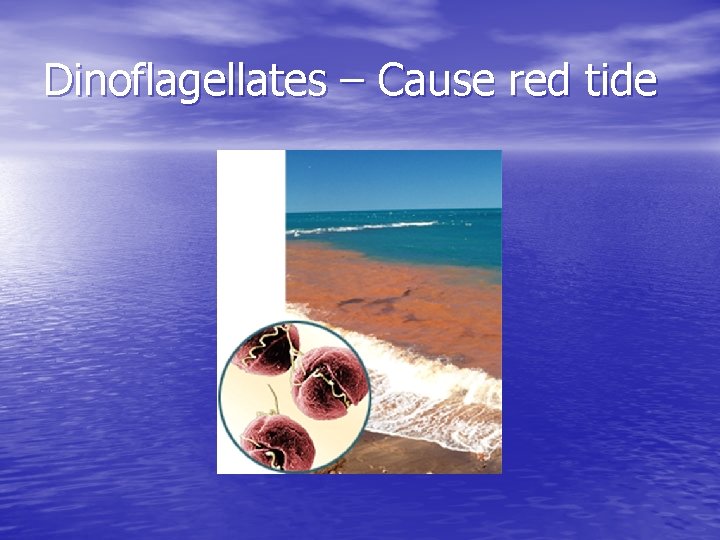 Dinoflagellates – Cause red tide 