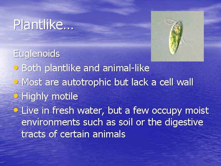 Plantlike… Euglenoids • Both plantlike and animal-like • Most are autotrophic but lack a