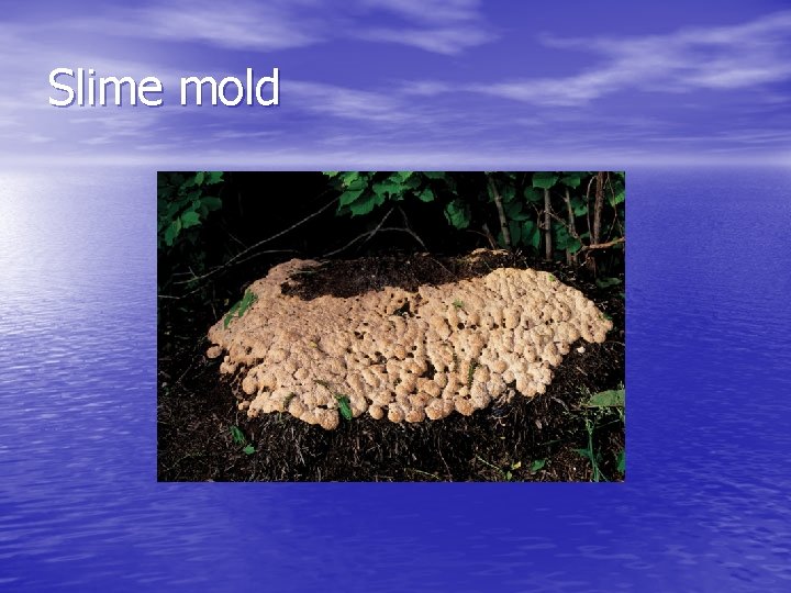 Slime mold 