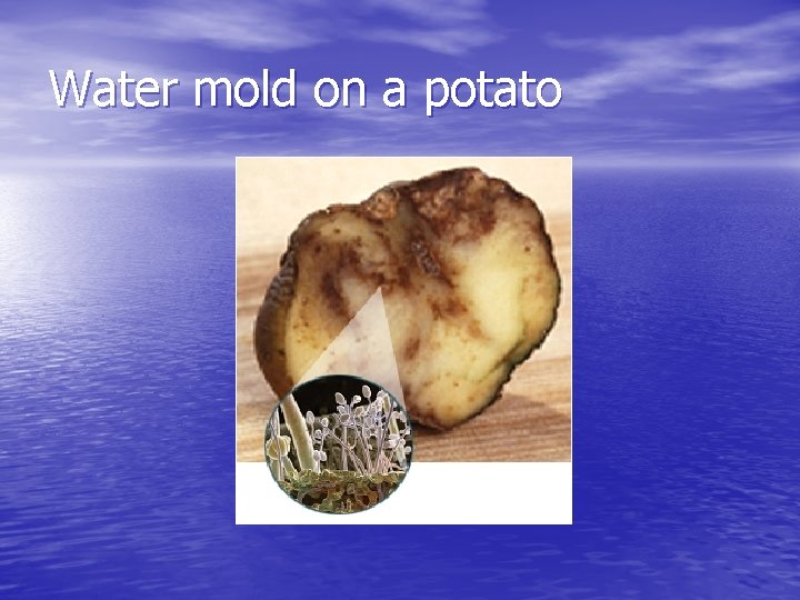 Water mold on a potato 