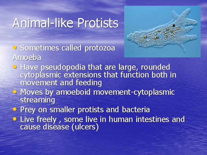 Animal-like Protists • Sometimes called protozoa Amoeba • Have pseudopodia that are large, rounded