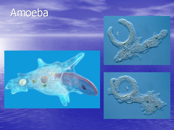 Amoeba 