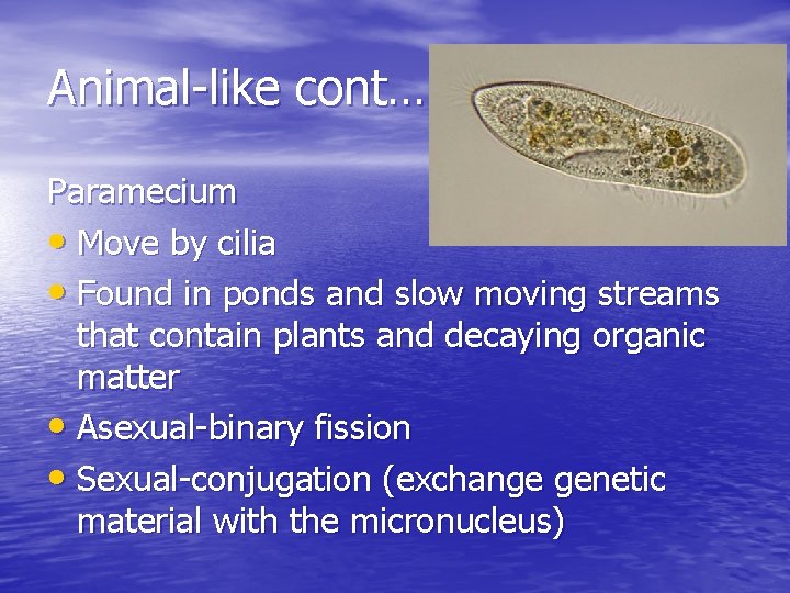 Animal-like cont… Paramecium • Move by cilia • Found in ponds and slow moving