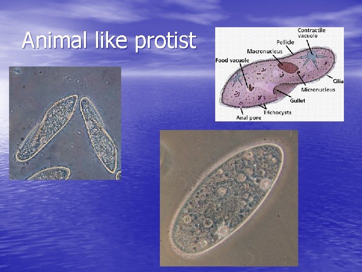 Animal like protist 