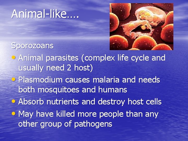 Animal-like…. Sporozoans • Animal parasites (complex life cycle and usually need 2 host) •