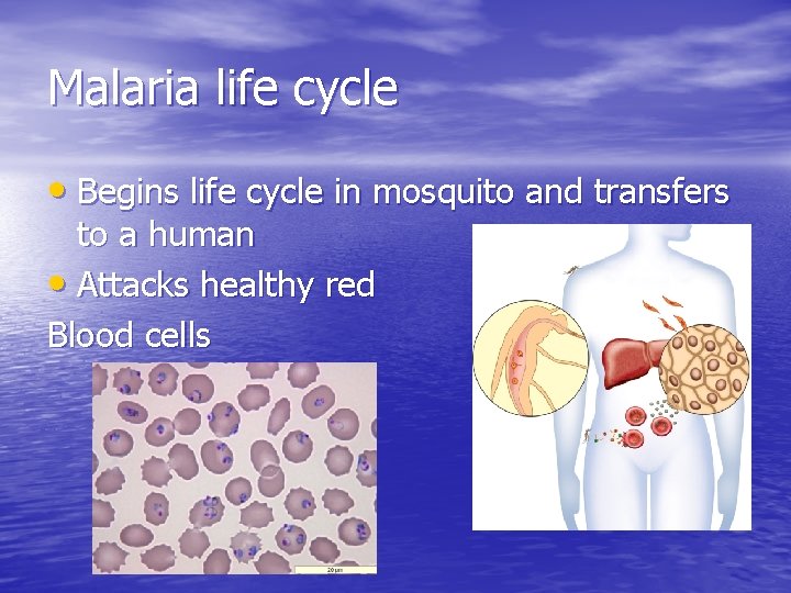 Malaria life cycle • Begins life cycle in mosquito and transfers to a human