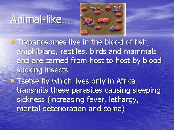 Animal-like… • Trypanosomes live in the blood of fish, amphibians, reptiles, birds and mammals