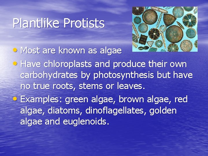 Plantlike Protists • Most are known as algae • Have chloroplasts and produce their