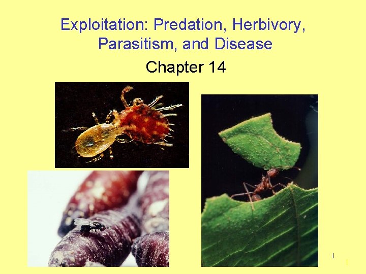 Exploitation: Predation, Herbivory, Parasitism, and Disease Chapter 14 1 1 