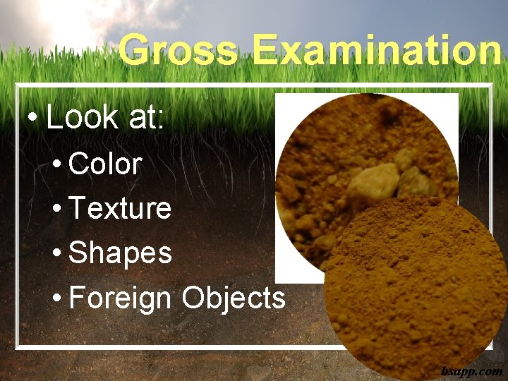 Gross Examination • Look at: • Color • Texture • Shapes • Foreign Objects