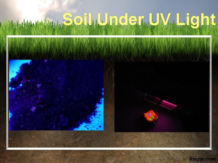 Soil Under UV Light bsapp. com 