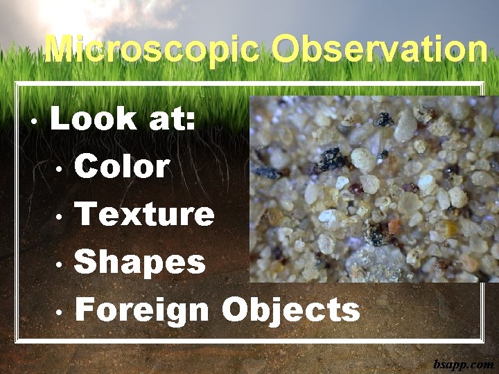 Microscopic Observation • Look at: • Color • Texture • Shapes • Foreign Objects