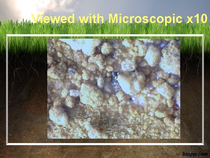 Viewed with Microscopic x 10 bsapp. com 