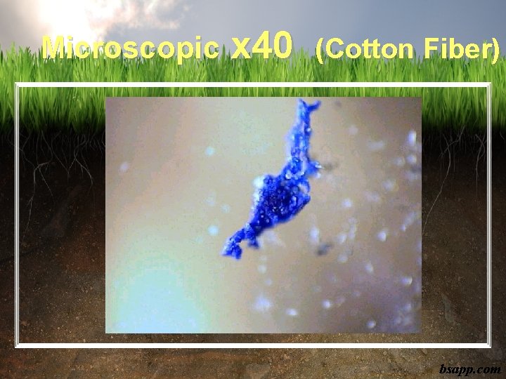Microscopic x 40 (Cotton Fiber) bsapp. com 