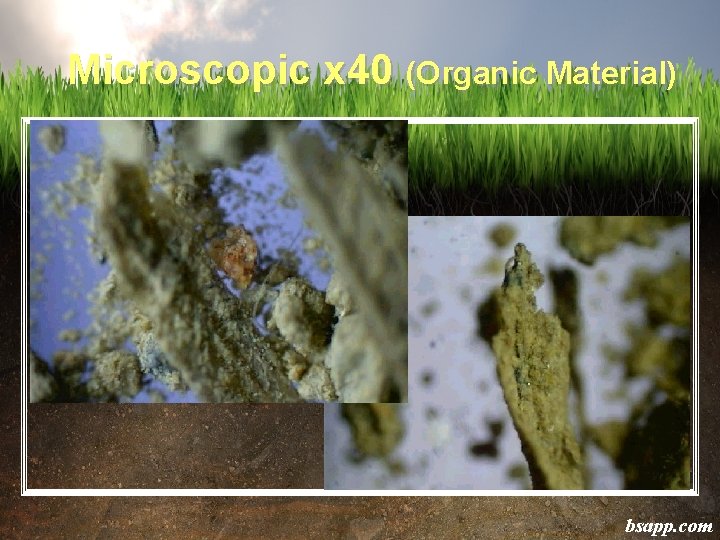 Microscopic x 40 (Organic Material) bsapp. com 