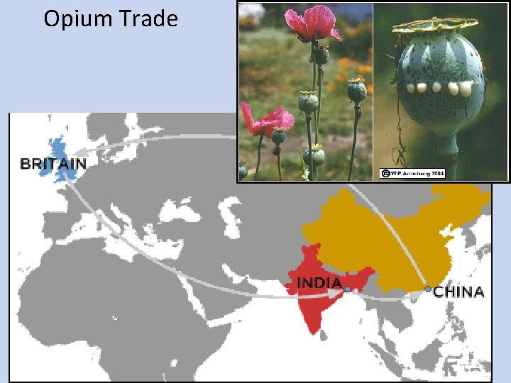 Opium Trade 
