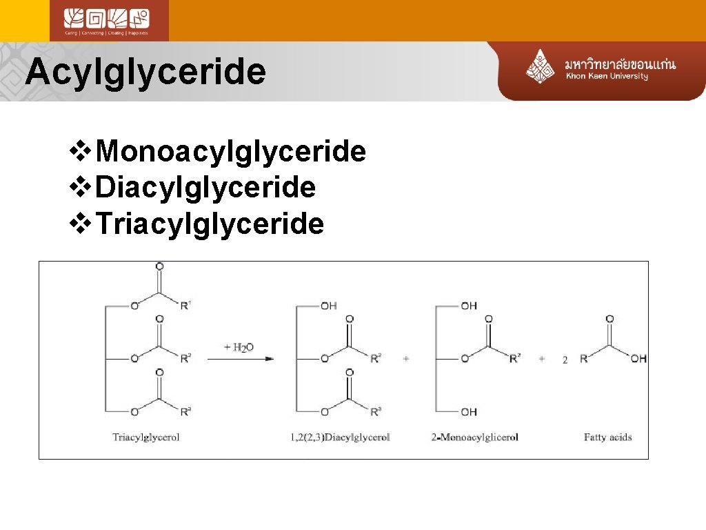 Acylglyceride v. Monoacylglyceride v. Diacylglyceride v. Triacylglyceride 