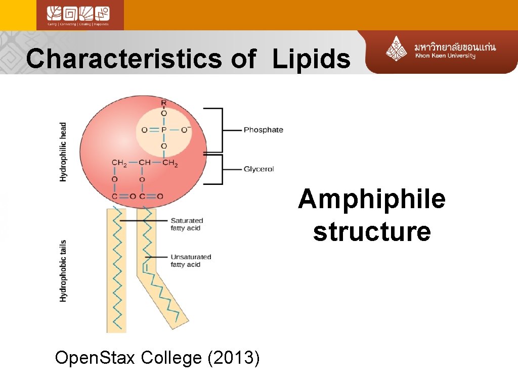 Characteristics of Lipids Amphiphile structure Open. Stax College (2013) 