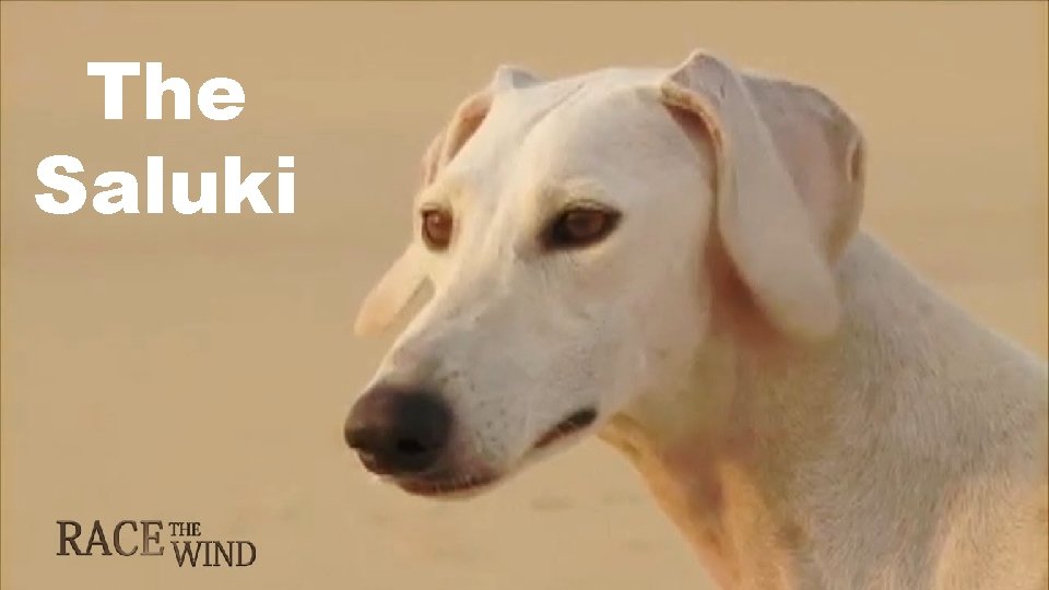 The Saluki The Saluki
